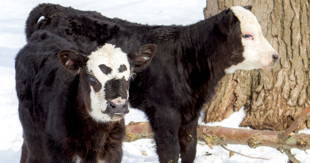 Bringing the Heat: The Importance of Preventing Frostbite in Calves
