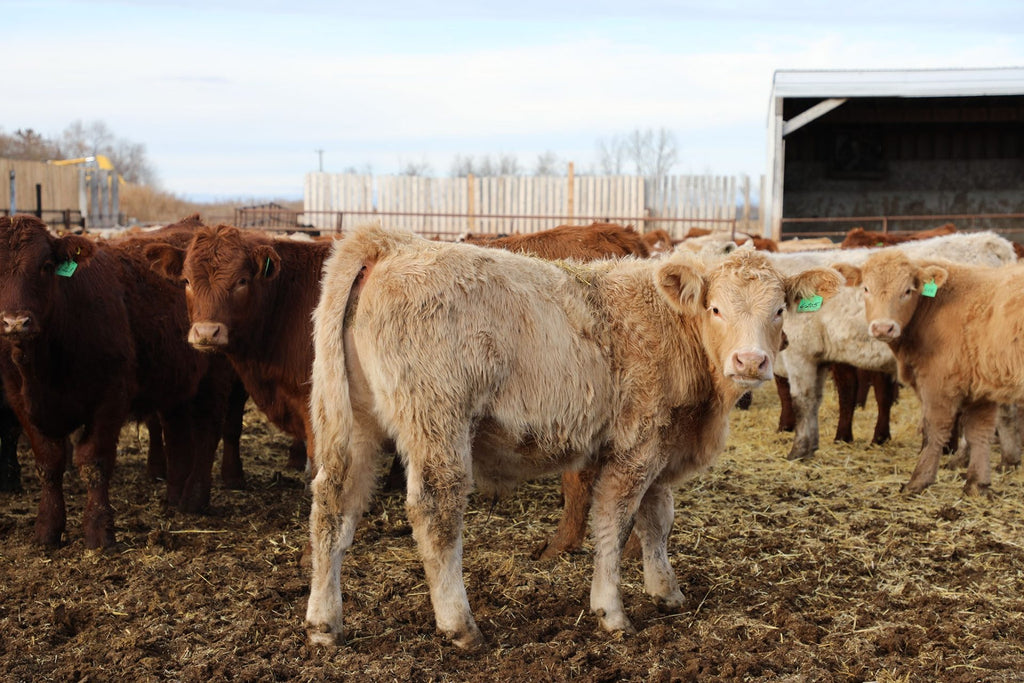 10 TIPS TO MAXIMIZE YOUR PROFIT RAISING BEEF CATTLE