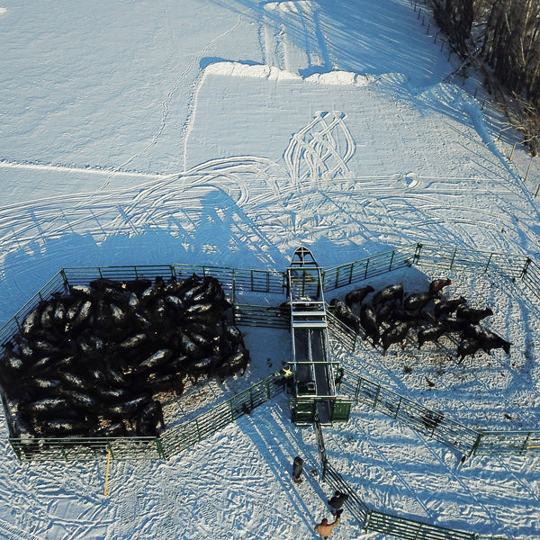 Portable Cattle Handling Equipment